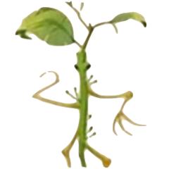 护树罗锅